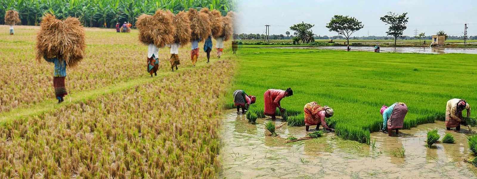 යාය 500 විශේෂ කෘෂිකාර්මික වැඩසටහන ඇරඹේ...